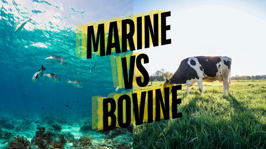 Marine vs. Bovine Collagen: Which is Right for You?